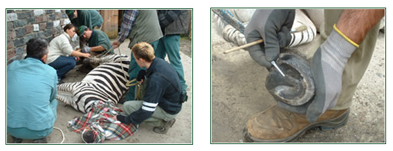 Hufbehandlung bei einem Zebra