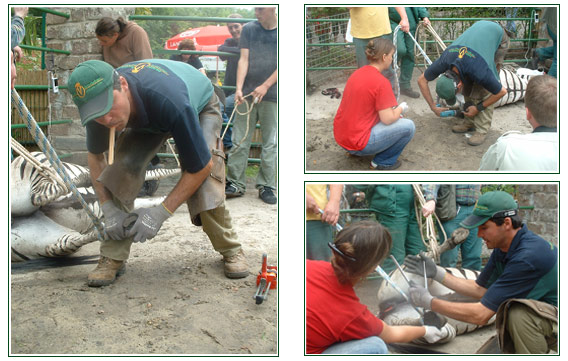 Hufbehandlung bei einem Zebra
