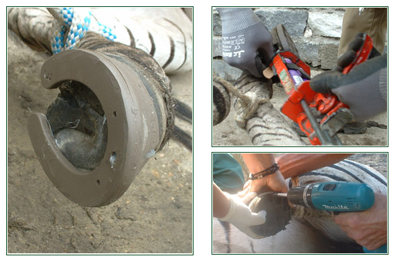 Hufbehandlung bei einem Zebra